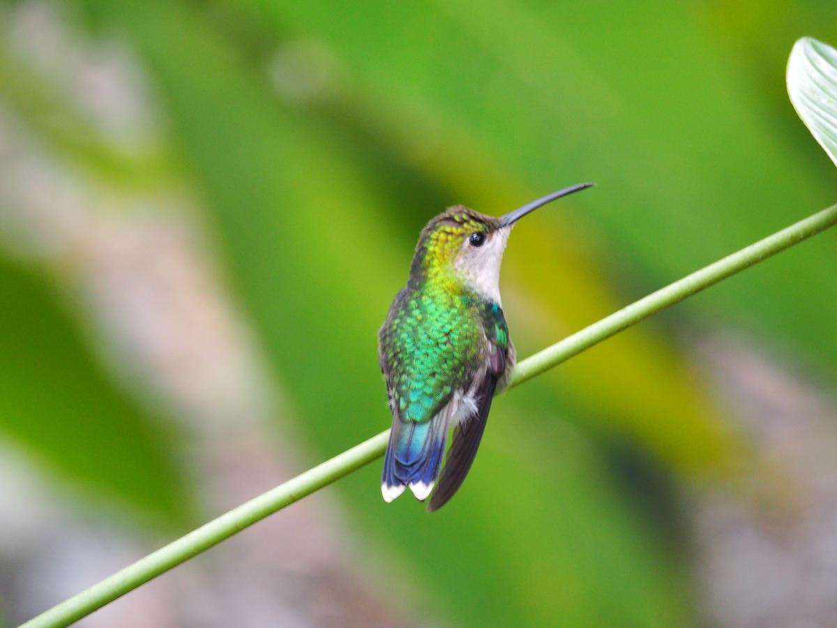 Hotel The Hummingbird Bocas del Toro Exterior foto